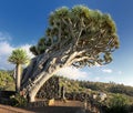 Dragon Tree at La Palma, Canary Islands