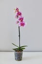 Dragon Tree Maple or Acker`s Sweety Dragon phalaenopsis pink with pattern from private collection home grown beautiful blooming