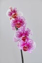 Dragon Tree Maple or Acker`s Sweety Dragon phalaenopsis pink with pattern from private collection home grown beautiful blooming