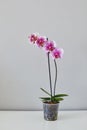 Dragon Tree Maple or Acker`s Sweety Dragon phalaenopsis pink with pattern from private collection home grown beautiful blooming