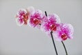 Dragon Tree Maple or Acker`s Sweety Dragon phalaenopsis pink with pattern from private collection home grown beautiful blooming