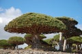 Dragon tree on Socotra