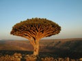 Dragon tree, Socotra Royalty Free Stock Photo