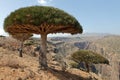 Dragon tree with Socotra mountains background Royalty Free Stock Photo