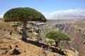 Dragon tree in Socotra mountains Royalty Free Stock Photo
