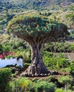 Dragon Tree at Tenerife, Canary Islands Royalty Free Stock Photo