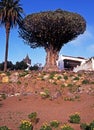 The Dragon Tree, Tenerife. Royalty Free Stock Photo