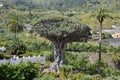 Dragon Tree at Tenerife