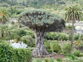 Dragon tree,Tenerife island Royalty Free Stock Photo