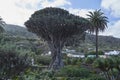 Dragon Tree Tenerife Royalty Free Stock Photo