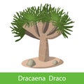 Dragon tree on a white background