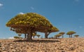 Dragon trees at Dixam plateau, Socotra, Yemen Royalty Free Stock Photo