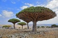 Dragon trees, Socotra Island, Yemen Royalty Free Stock Photo