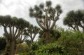 Dragon trees Royalty Free Stock Photo