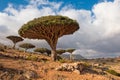 Dragon trees at Homhil plateau, Socotra, Yemen Royalty Free Stock Photo