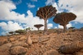 Dragon trees at Homhil plateau, Socotra, Yemen Royalty Free Stock Photo