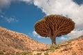 Dragon trees at Homhil plateau, Socotra, Yemen Royalty Free Stock Photo