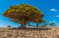 Dragon trees on Socotra Island, Yemen Royalty Free Stock Photo