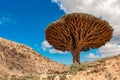 Dragon trees on Socotra Island, Yemen Royalty Free Stock Photo