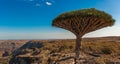 Dragon trees on Socotra Island, Yemen