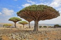 Dragon trees, Socotra Island, Yemen Royalty Free Stock Photo