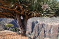 Dragon trees in Socotra mountains Royalty Free Stock Photo