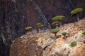 Dragon trees in Socotra mountains Royalty Free Stock Photo
