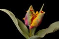 Dragon Tulip Flower Rainbow Parrot 03