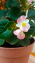 Dragon wing begonia