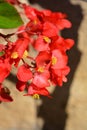 Dragon Wing Red Begonia Royalty Free Stock Photo