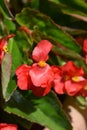 Dragon Wing Red Begonia Royalty Free Stock Photo