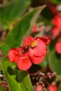 Dragon Wing Red Begonia Royalty Free Stock Photo