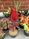 Dragon& x27;s Breath Celosia And Others Plant in a pot