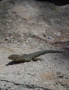 Dragonera lizards Podarcis lilfordi