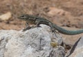 Dragonera lizards Podarcis lilfordi