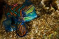 Dragonet mandarinfish in Banda, Indonesia underwater photo Royalty Free Stock Photo