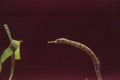 Dragonface pipefish Corythoichthys haematopterus Royalty Free Stock Photo