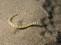 Dragonface Pipefish in the sand Royalty Free Stock Photo
