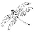 Dragonflie. Hand drawn graphic illustration in black and white