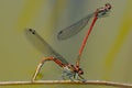 Dragonflies Royalty Free Stock Photo