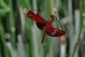 Dragonflies in the afternoon