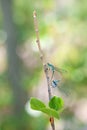 Dragonflies on a branch on summer forest