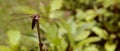 A Dragon fly on a tree stem. Royalty Free Stock Photo