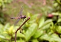 A Dragon fly on a tree stem. Royalty Free Stock Photo