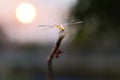 Dragonflies catch on the branches when the sun is falling. Royalty Free Stock Photo