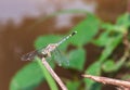 Dragonflies cling to dry branches along the canal on out of focus background. Royalty Free Stock Photo