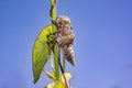 Dragonflies cocoon on green grass in summer nature Royalty Free Stock Photo