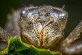 Dragonflies cocoon on green grass in summer nature