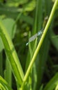 Dragonflies (damselflies)