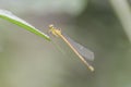 Dragonflies - DamselfliesInsects